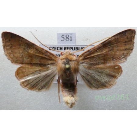 Agrochola helvola (Linnaeus, 1758) Czech58i